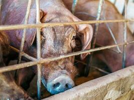 Close-up of Pig in stable, Pig Breeding farm in cage swine business in tidy.Big pig on a farm in a pigsty, young big domestic pig at animal farm photo