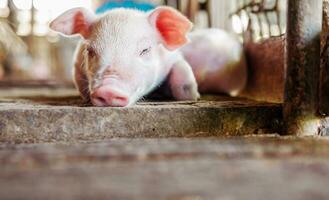 A week-old piglet cute newborn close your eyes and sleeping on the pig farm with other piglets, Close-up photo