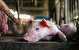 A week-old piglet cute newborn on the pig farm with other piglets, Close-up photo