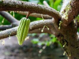 verde pequeño cacao vainas rama con joven Fruta y floreciente cacao flores crecer en arboles el cacao árbol teobroma cacao con frutas, crudo cacao árbol planta Fruta plantación foto