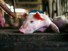 A week-old piglet cute newborn on the pig farm with other piglets, Close-up photo