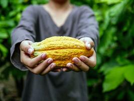 agricultura amarillo maduro cacao vainas en el manos de un chico agricultor, cosechado en un cacao plantación foto