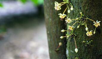 Cocoa flowers Theobroma cacao on growing tree trunk,Cacao flowers and fruits on cocoa tree  for the manufacture of chocolate photo