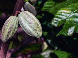 verde cacao vainas crecer en arboles el cacao árbol teobroma cacao con frutas, crudo cacao cacao árbol planta Fruta plantación foto