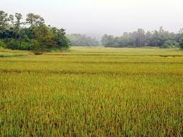 Rice fields with rice grains near being harvested with mist and soft sunlight in the morning.Farm paddy and agriculture concept. photo