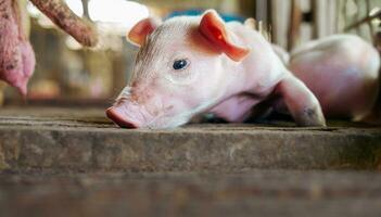 A week-old piglet cute newborn on the pig farm with other piglets, Close-up photo