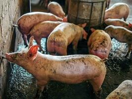 sucio cerdo beber cuerpo agua en el granja. grupo de cerdo interior en un granja canalla en el puesto.cerdo Bebiendo agua en el granja foto