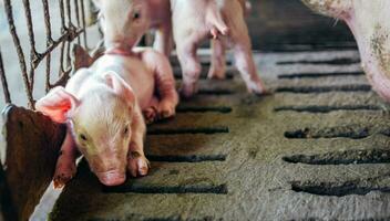 A week-old piglet cute newborn close your eyes and sleeping on the pig farm with other piglets, Close-up photo