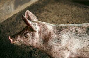 Breeder pig with dirty body, Close-up of Pig's body.Big pig on a farm in a pigsty, young big domestic pig at animal farm indoors photo