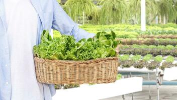 Man hold vegetables on rattan basket with vegetable farm background photo