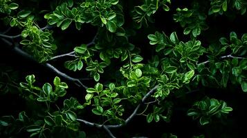 AI generated Vibrant Greenery Closeup Natural Background of Tree Leaves Ideal for Foliage Texture Designs, Ai Generated photo