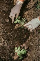 old woman inserts tomato seedlings into the soil in spring photo
