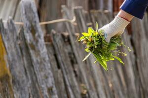 elderly man holds in his hand the weeds collected in the garden photo