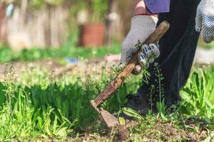 old man uproots hoe weeds in his garden photo