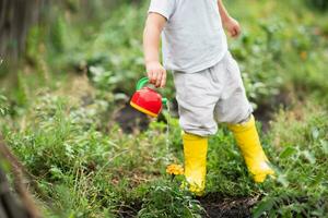 A child in the garden watering flowers with a watering can. photo