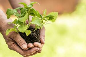 old woman holding seedlings of young plants photo