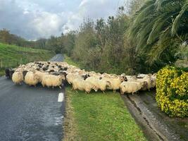 flock of sheep crossing a road on the way to their stable photo