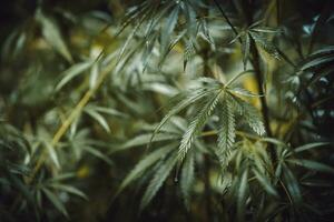 Wild agricultural hemp grows in the countryside photo