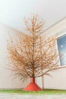 in the room there is a fir tree from which all the needles crumbled photo