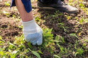 old man hands uprooting weeds in his garden photo