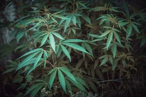 Wild agricultural hemp grows in the countryside photo