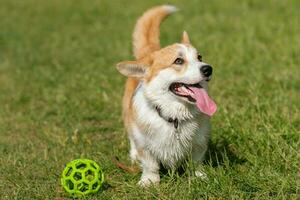 dog breeds corgi walking on the lawn in the afternoon with a ball photo