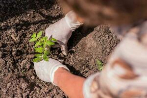 elderly woman plants young seedlings of tomatoes on a bed photo