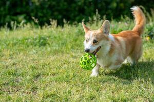 dog breeds corgi runs off on a walk with the ball photo