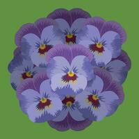 Pansies bouquet flat illustration vector