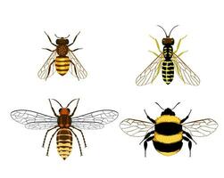 abeja, abejorro, avispa, avispón conjunto dibujo de insectos vector