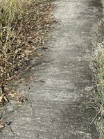 asphalt road with grass and leaves in the forest photo