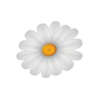 Vector spring daisy flowers isolated on white background decorative element