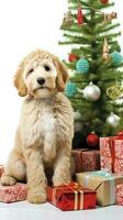 AI generated Cute dog puppy retriever with christmas gift boxes concept photo poster merry present red new year