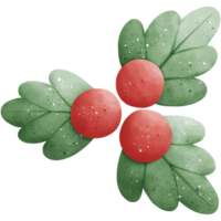 Watercolor Holly Berry Illustration png