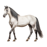 ai gegenereerd mooi paard Aan transparant achtergrond - ai gegenereerd png