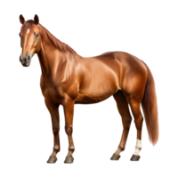 ai gegenereerd mooi paard Aan transparant achtergrond - ai gegenereerd png