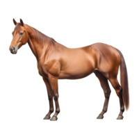 ai gegenereerd mooi paard Aan transparant achtergrond - ai gegenereerd png