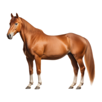 ai gegenereerd mooi paard Aan transparant achtergrond - ai gegenereerd png