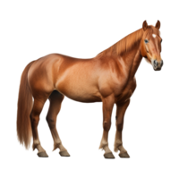 AI generated Beautiful Horse on Transparent Background - Ai Generated png