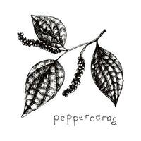 peppercorns. Hand drawn sketch cooking and aromatherapy ingredient. Spicy peppercorns branch in engraved style for mulled wine. vector