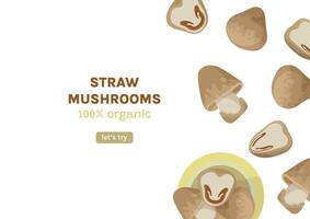 Straw mushrooms banner. Organic farm product cao gu vector