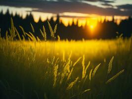 ai generado resumen suave atención puesta de sol campo paisaje de amarillo flores y césped prado calentar dorado hora puesta de sol amanecer tiempo. tranquilo primavera verano naturaleza de cerca y borroso bosque antecedentes. foto