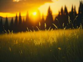 ai generado resumen suave atención puesta de sol campo paisaje de amarillo flores y césped prado calentar dorado hora puesta de sol amanecer tiempo. tranquilo primavera verano naturaleza de cerca y borroso bosque antecedentes. foto