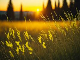 ai generado resumen suave atención puesta de sol campo paisaje de amarillo flores y césped prado calentar dorado hora puesta de sol amanecer tiempo. tranquilo primavera verano naturaleza de cerca y borroso bosque antecedentes. foto