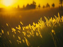 ai generado resumen suave atención puesta de sol campo paisaje de amarillo flores y césped prado calentar dorado hora puesta de sol amanecer tiempo. tranquilo primavera verano naturaleza de cerca y borroso bosque antecedentes. foto