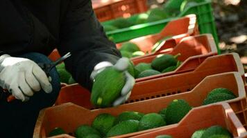 mani di contadino taglio peduncolo avocado per avocado appena raccolto video