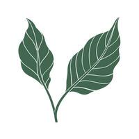 Chili pepper leaves icon. Color silhouette of green leaf vector