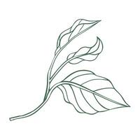 Simple linear icon of chili pepper leaves vector