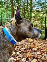 Dog hiking in the woods photo