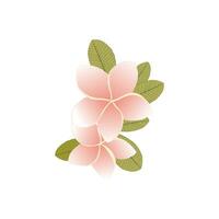 Plumeria flower in contour style isolated on white background. Exotic flower sketch for summer design. vector